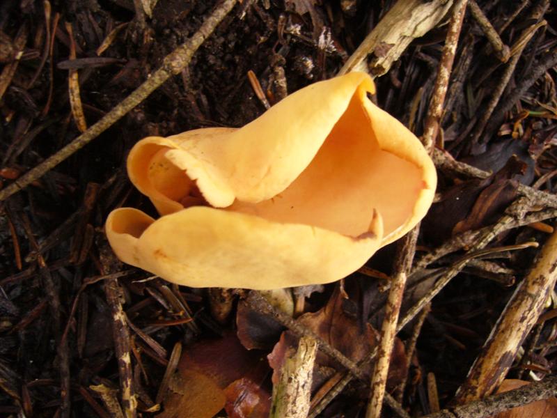 Otidea abietina?
